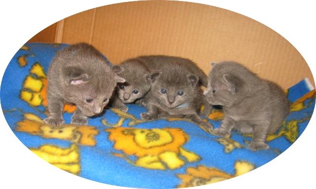 2,5 weeks_boy_girl_boy_girl